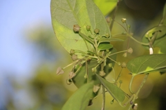 Vincetoxicum indicum