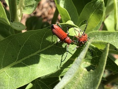 Tetraopes femoratus