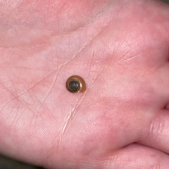 Aegopinella nitidula