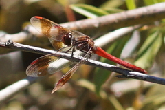 Sympetrum pedemontanum