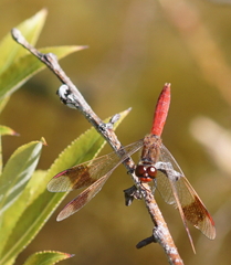 Sympetrum pedemontanum