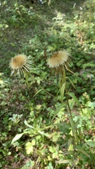 Carlina biebersteinii