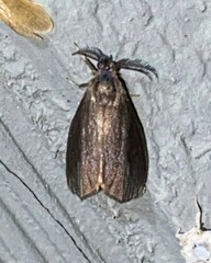 Cryptothelea gloverii