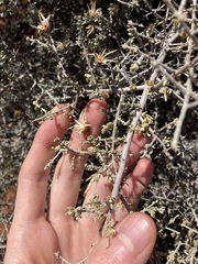 Cratystylis subspinescens