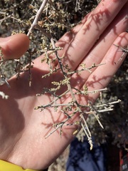 Cratystylis subspinescens