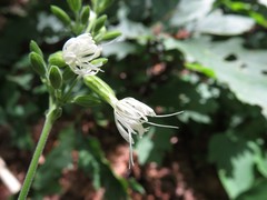 Silene ovata