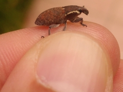 Pseudocleonus grammicus