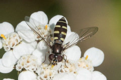 Melangyna