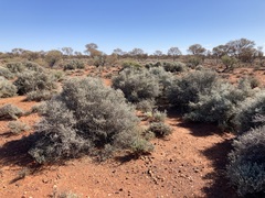 Cratystylis subspinescens