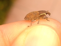 Pseudocleonus grammicus