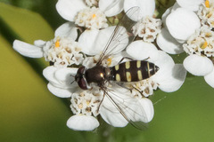 Melangyna