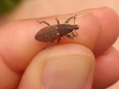 Pseudocleonus grammicus