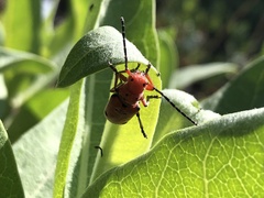 Tetraopes femoratus