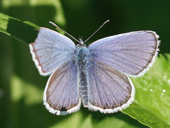 Plebejus