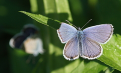 Plebejus