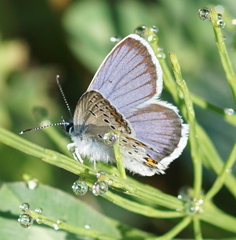 Plebejus