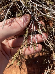 Eremophila battii