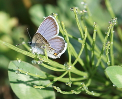 Plebejus