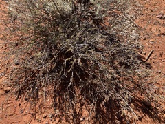 Eremophila battii