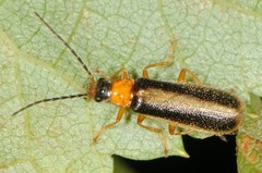 Rhagonycha