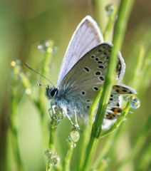 Plebejus