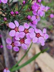 Euryomyrtus ramosissima