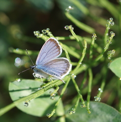 Plebejus