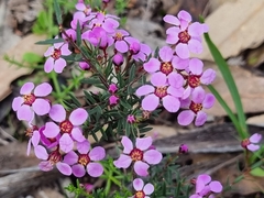 Euryomyrtus ramosissima