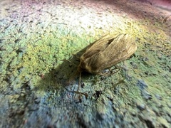 Mythimna unipuncta