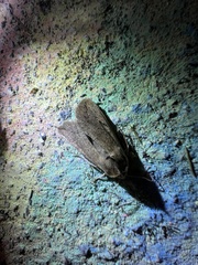 Mythimna unipuncta