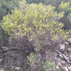 Euchaetis