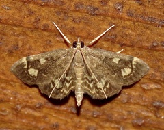 Anania coronata