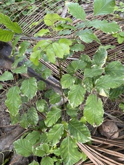 Polyscias balfouriana