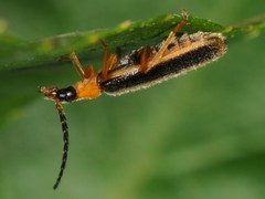 Rhagonycha