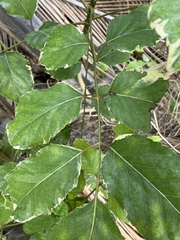 Polyscias balfouriana