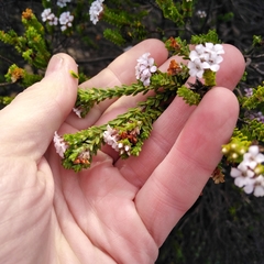 Euchaetis