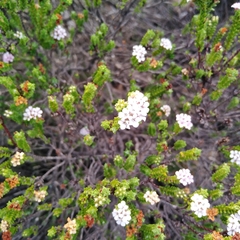 Euchaetis