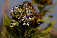 Otholobium foliosum subsp. foliosum image