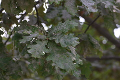 Erysiphe alphitoides