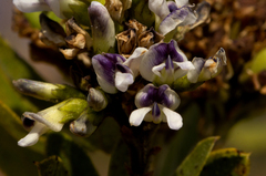 Otholobium foliosum subsp. foliosum image