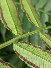 Angiopteris lygodiifolia