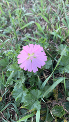 Malva moschata
