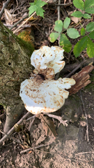 Cerioporus squamosus