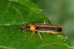 Rhagonycha