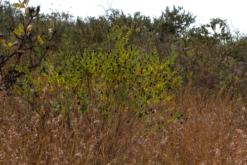 Otholobium foliosum subsp. foliosum image