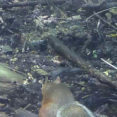 Sciurus lis