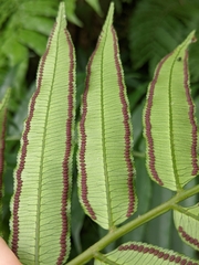 Angiopteris lygodiifolia