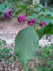 Callicarpa americana