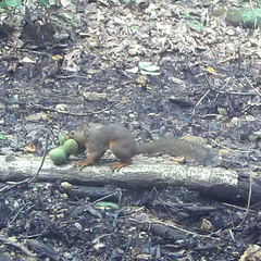 Sciurus lis