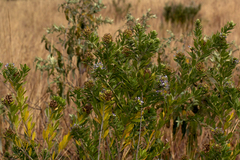 Otholobium foliosum subsp. foliosum image